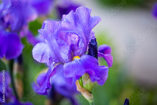 Iris   hybrid  blooms from May  garden  gardening  flowers in the garden