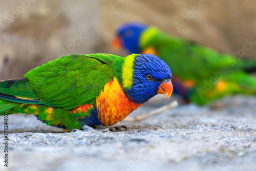 small colorful parrot 