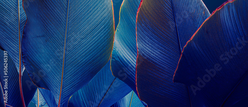 closeup of dark blue leaf background