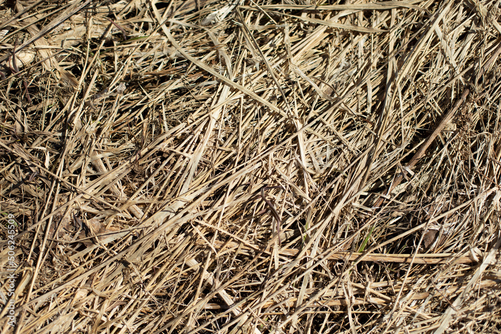 Texture of dry grass. Swamp plant. Dried stems. Texture of dry grass. Swamp plant. Dried stems.
