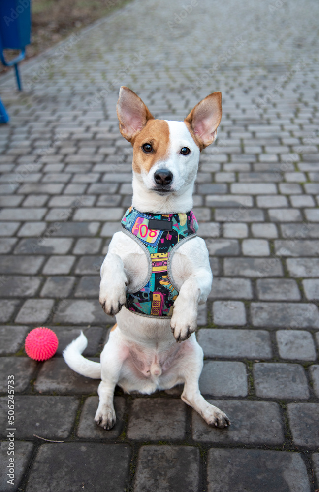 Jack russell on the pavement