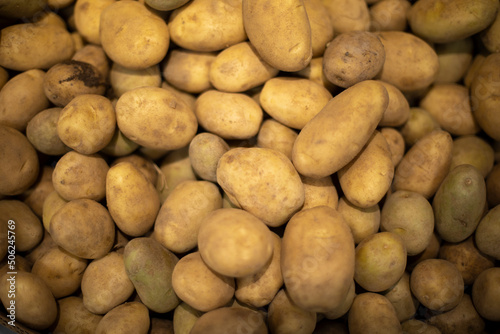 Potatoes from garden. Root vegetable on market.