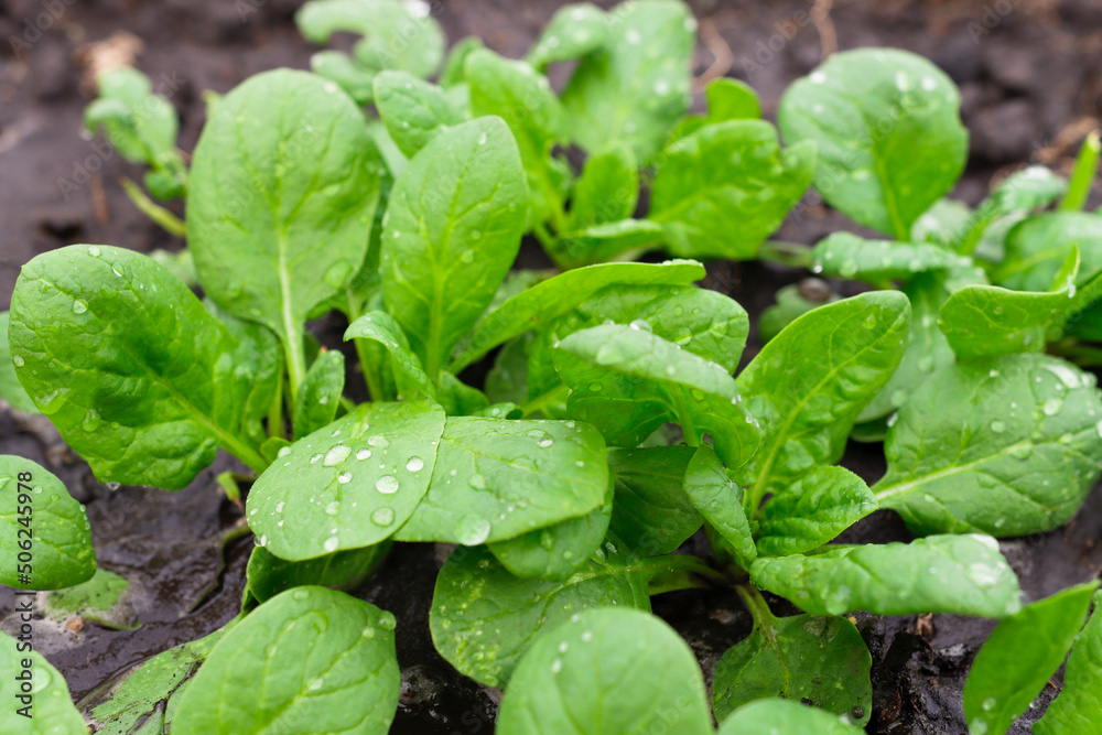 Green juicy spinach with water drops outdoors. Close-up of healthy greens, vegan, diet food. Green juicy spinach with water drops outdoors. Close-up of healthy greens, vegan, diet food.