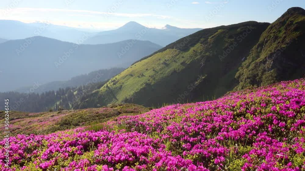 Attractive glade of pink rhododendron flowers on a sunny day. Filmed in UHD 4k video. Attractive glade of pink rhododendron flowers on a sunny day. Filmed in UHD 4k video.