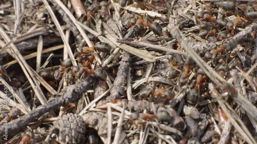 Macro shoot of Formica rufa ants bustling in an anthill in early spring, smooth panning, slow motion. Macro shoot of Formica rufa ants bustling in an anthill in early spring, smooth panning, slow motion.
