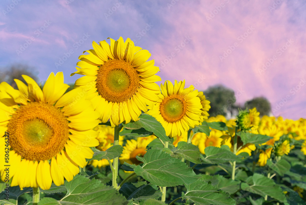 close up sunflowers in summertime garden