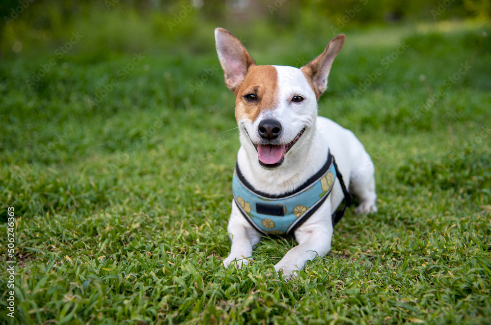 Jack Russell terrier on the grass