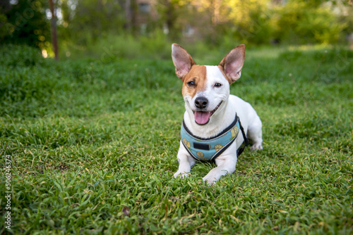 Jack Russell terrier on the grass © Daria