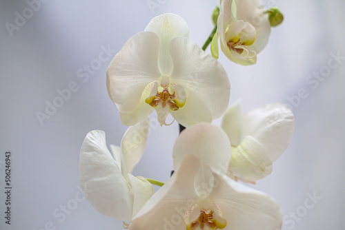 Beautiful tropical orchid flower. isolated white orchid flower. white background
