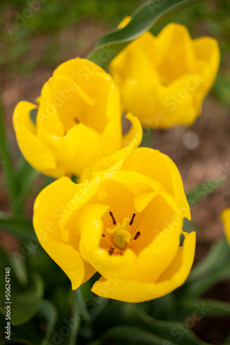 yellow tulip flower