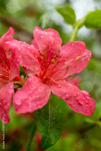 azalea