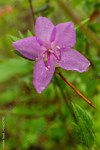 purple azalea