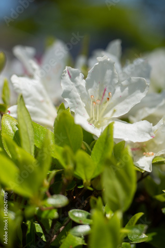 white azalea