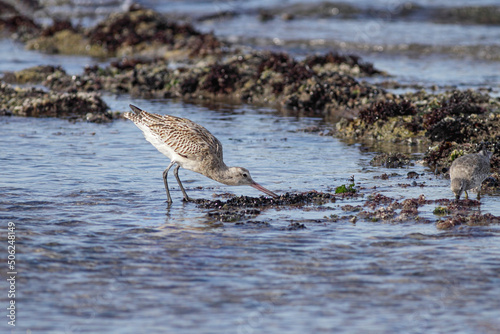 Sandpiper looking for food