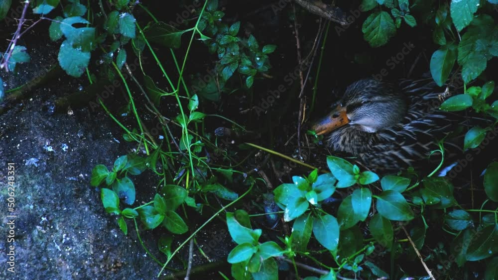 A female mallard resting in the nest while incubating the eggs.