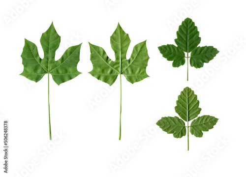 green leaf isolated on white background, Clipping path