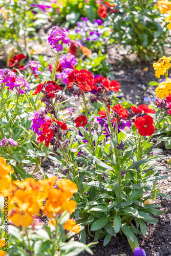 Fresh growing flowers in a park in Chur in Switzerland