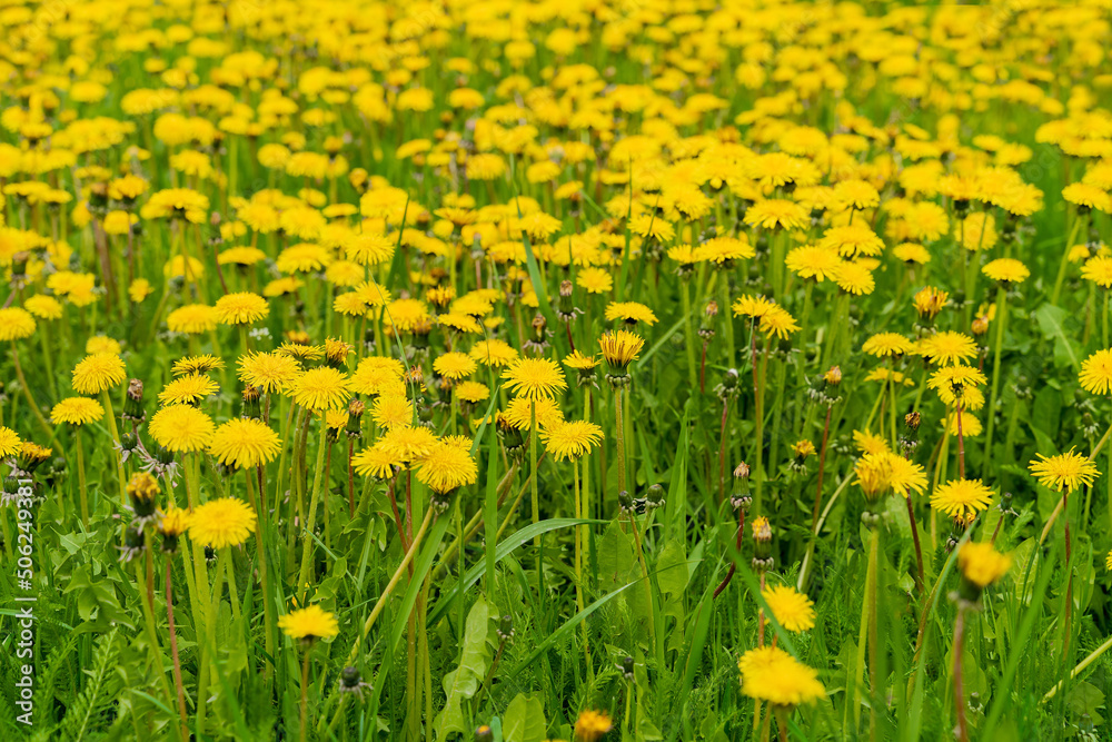 Yellow dandelion flowers with green leaves close up in a clearing during the day with selective focus to the foreground. Yellow dandelion flowers with green leaves close up in a clearing during the day with selective focus to the foreground.