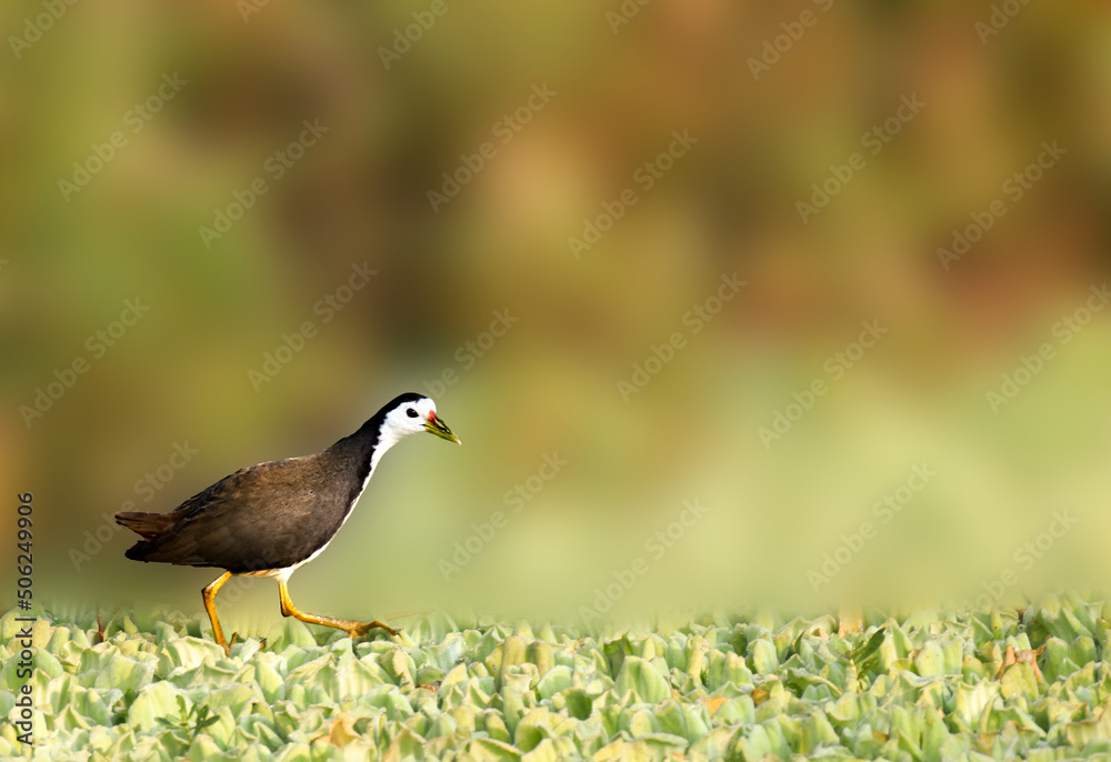 Obraz premium White breasted waterhen