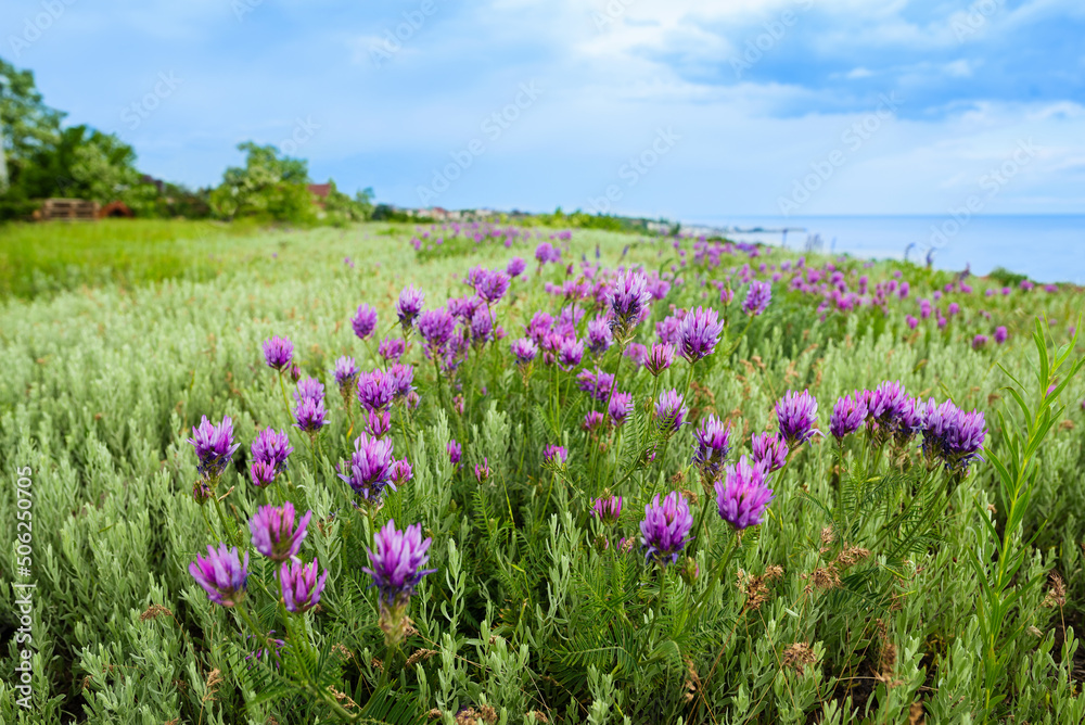 Purple wild flowers in a field on the Black Sea coast