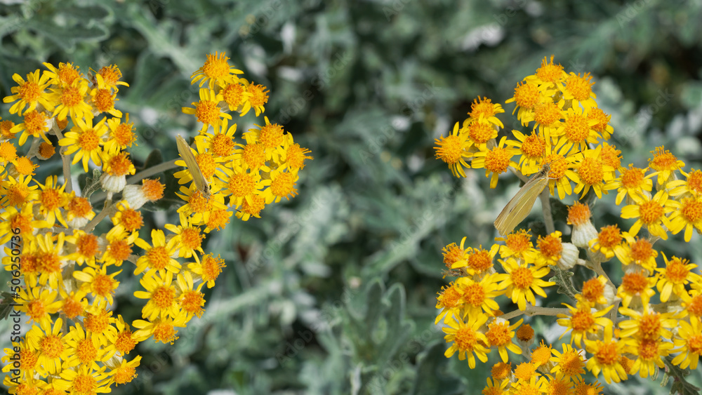 Floral background with yellow flowers in inflorescences Floral background with yellow flowers in inflorescences