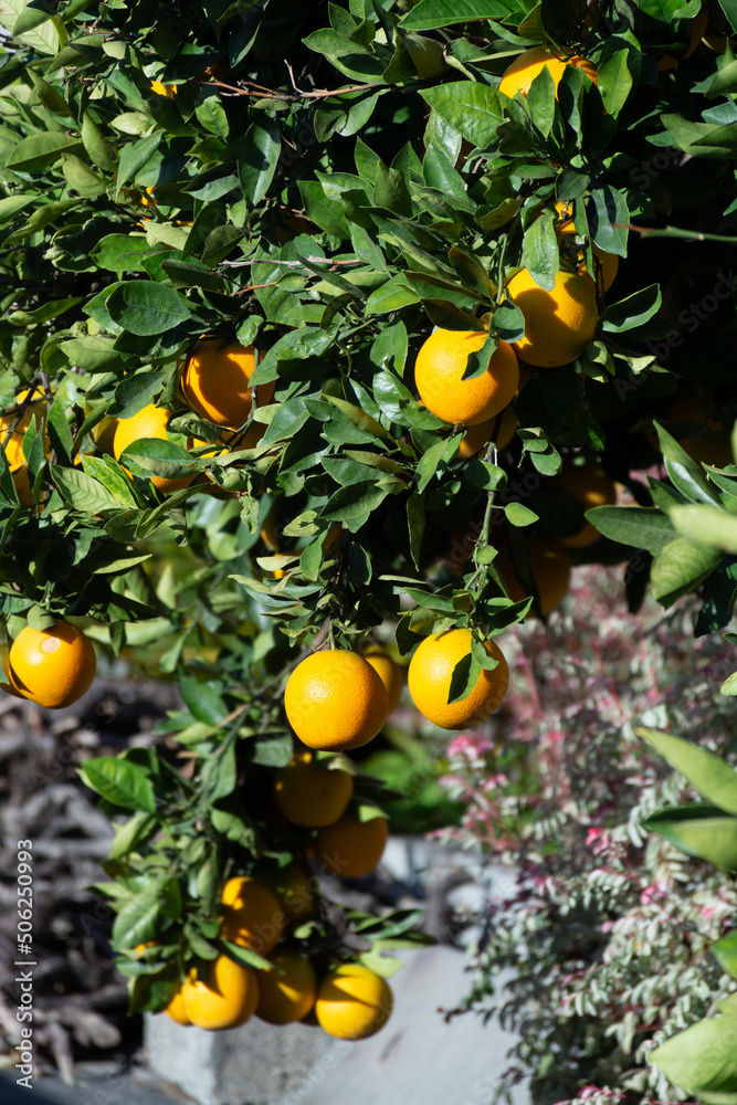 Orange tree with many ripe sweet oranges fruits ready to harvest