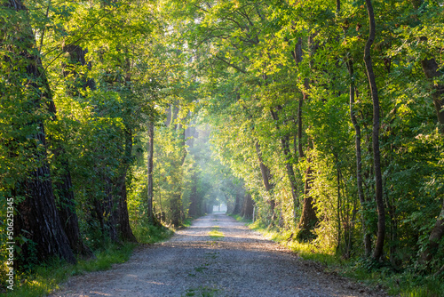 Strada di campagna, sentiero tra gli alberi del bosco illuminato dai primi raggi di sole. photo