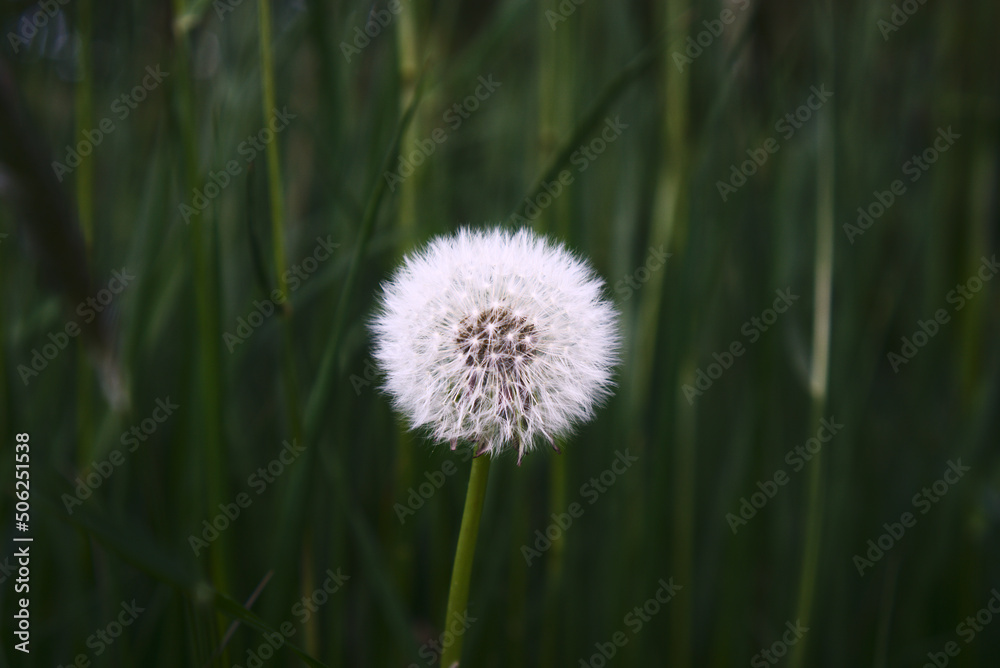 Pusteblume vor Grashalmen