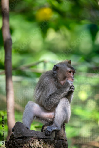 Monkey in Forest Sanctuary Ubud Bali Indonesia