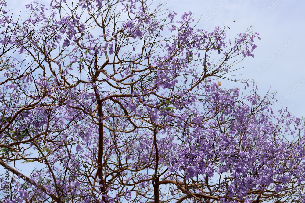 Beautiful blooming tree branches close up photo. Violet petals texture. Spring time in Israel. Nature of Middle East. Beautiful blooming tree branches close up photo. Violet petals texture. Spring time in Israel. Nature of Middle East.