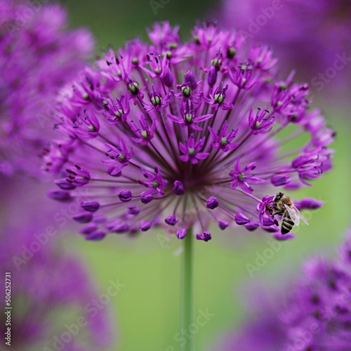 Fioletowy czosnek ozdobny i pzczoła