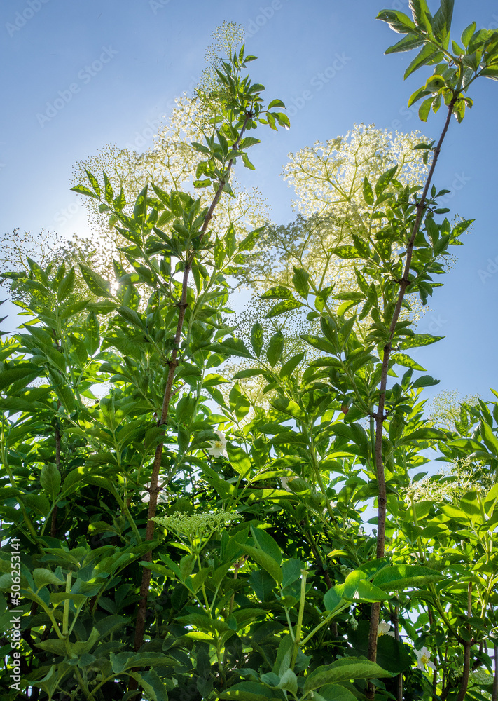 Holunderblüte