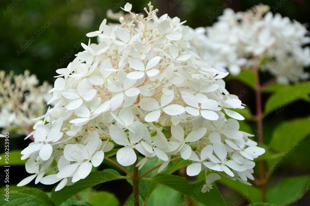 Delightful delicate inflorescence of white hydrangea paniculata variety Fantom in the garden close-up.
Delightful delicate inflorescence of white hydrangea paniculata variety Fantom in the garden close-up.