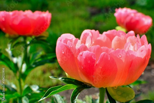 Fototapeta Naklejka Na Ścianę i Meble -  Coral peony variety Coral Sunset with water drops after rain in the flowering summer garden close-up.