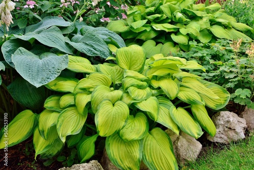 Hosta with green and yellow leaves variety Stained Glass in the garden in summer closeup.