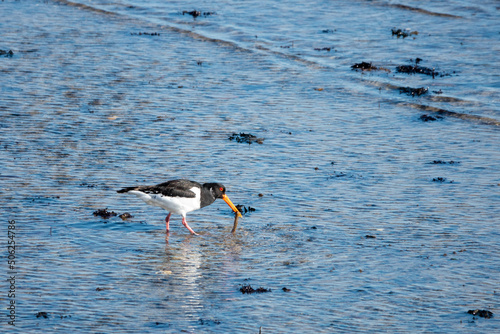 oystercatcher with his catch in the sea