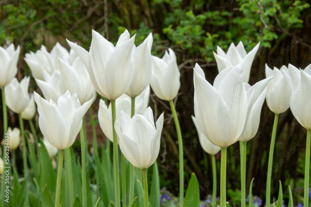 beautiful white tulips a sign of spring beautiful white tulips a sign of spring