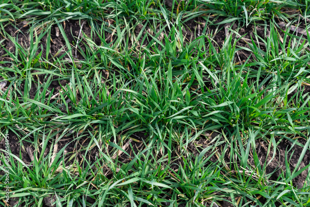 Green field as a background. Green field as a background.