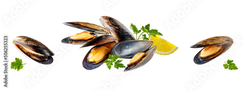Boiled open chilean mussels (Mytilus chilensis L.) isolated on white background.