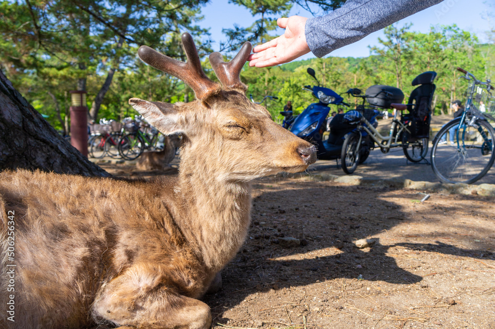 奈良公園の鹿、5月撮影