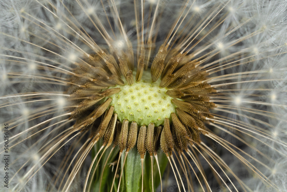 Dandelion head with seeds surrounded by fluff close up