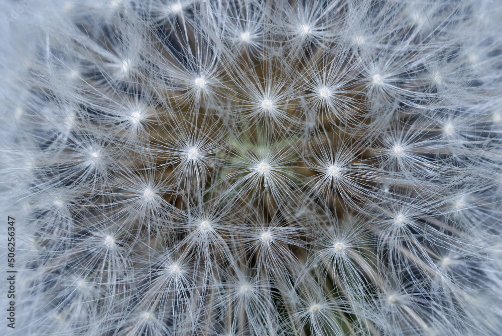 Dandelion's fluff background Dandelion's fluff background