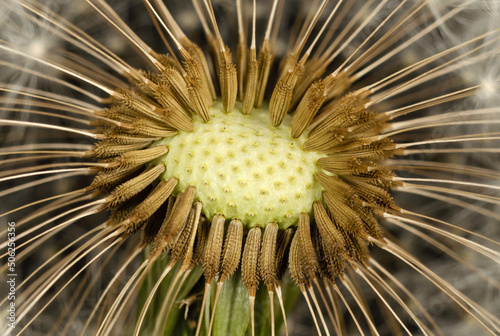 Seeds on a head of a dandelions