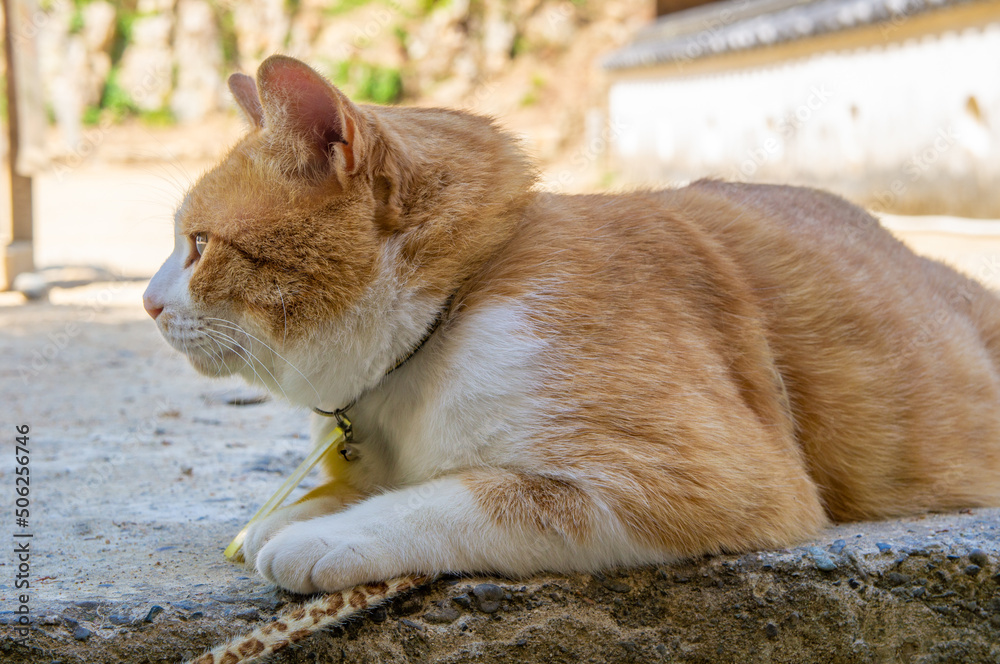 備中松山城の猫城主さんじゅうろう、5月撮影