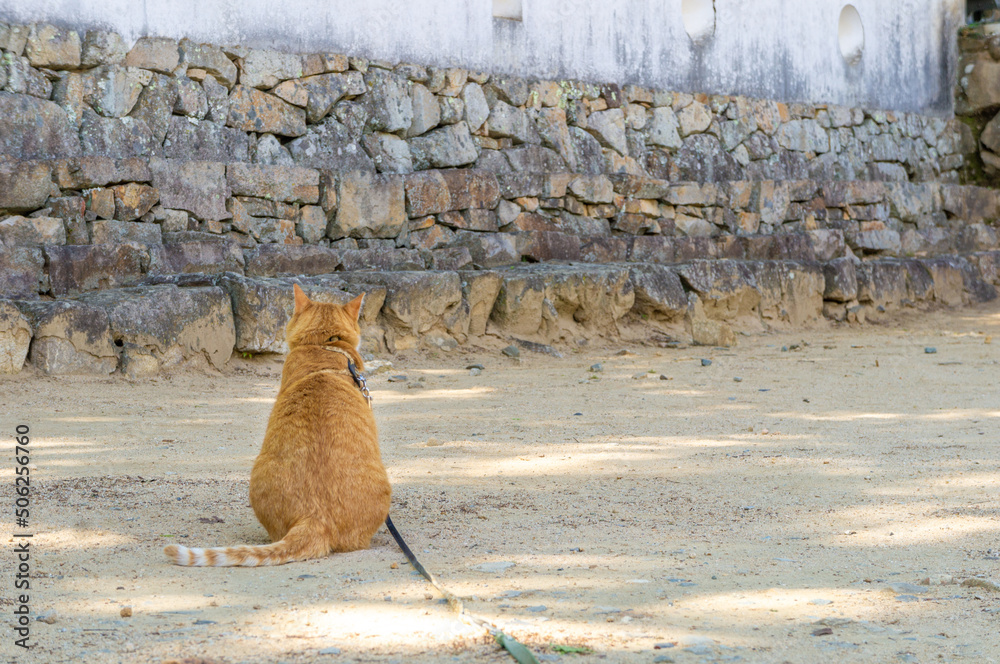 備中松山城の猫城主さんじゅうろう、5月撮影