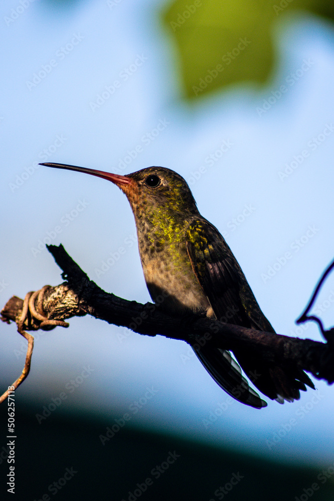 Obraz premium hummingbird on a branch