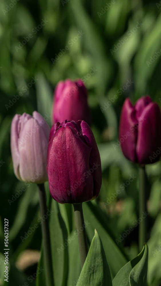 a bright tulip. spring flower. floral background for the screensaver a bright tulip. spring flower. floral background for the screensaver