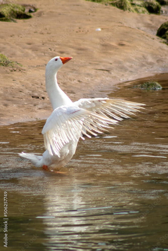 The greylag goose, common goose or common goose, is a species of anseriform bird of the Anatidae family native to Eurasia and North Africa. The greylag goose, common goose or common goose, is a species of anseriform bird of the Anatidae family native to Eurasia and North Africa.