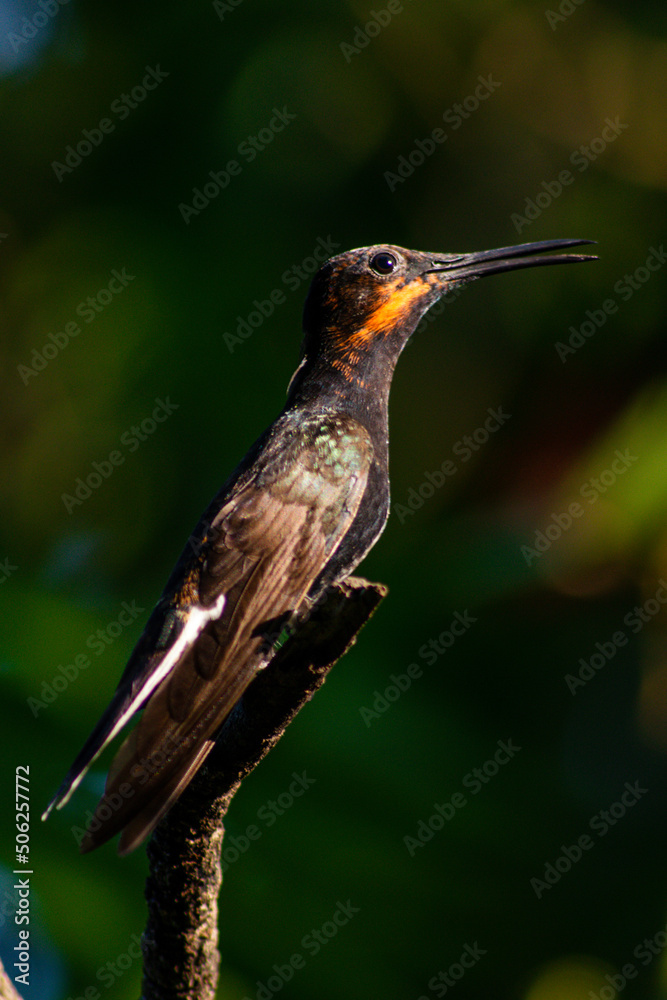 Fototapeta premium hummingbird