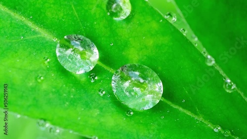 Drops on a green leaf. Reflection in a drop. Macro photo. Large drops of dew. Raindrops on green leaves. Water drops. 